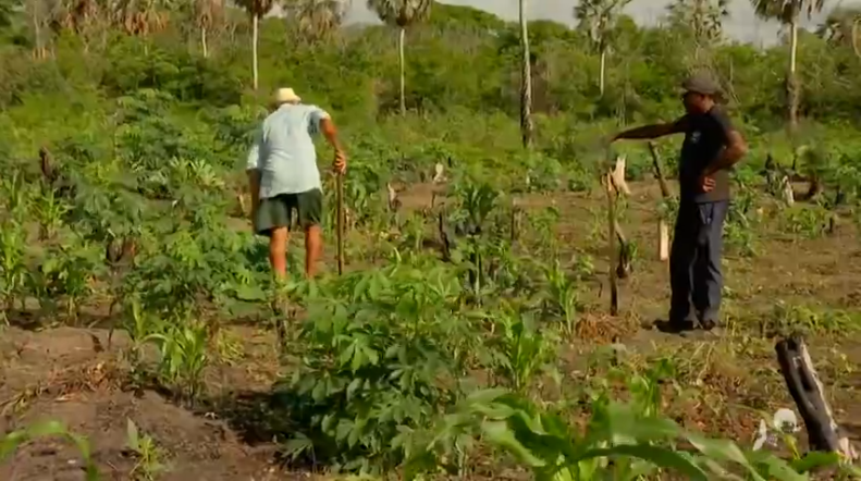 Plantio avança em Maracanaú e agricultores celebram o início da safra